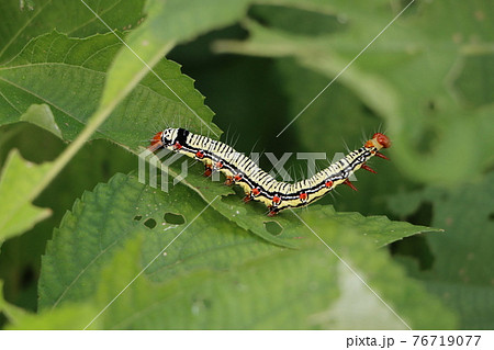 毛虫のフクラスズメの幼虫 毛虫のフクラスズメの幼虫 76719077