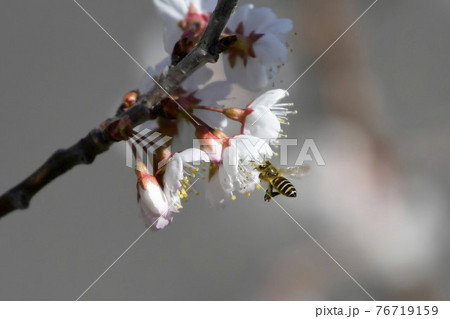 桜とミツバチ 76719159