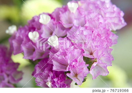 ピンク色のスターチスのクローズアップ写真です学名はlimonium Sinuatumです の写真素材