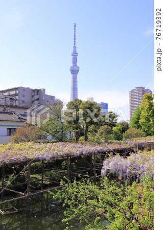 亀戸天神の藤棚 と東京スカイツリー 亀戸天神の藤棚 と東京スカイツリー 76719392