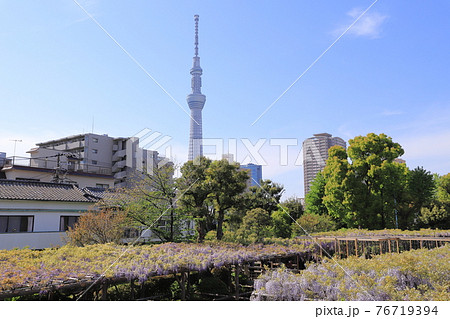 亀戸天神の藤棚 と東京スカイツリー 亀戸天神の藤棚 と東京スカイツリー 76719394