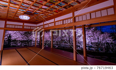 京都　正寿院の桜のライトアップと周辺 76719463