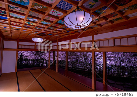 京都 正寿院の桜のライトアップと周辺 京都 正寿院の桜のライトアップと周辺 76719465