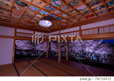 京都　正寿院の桜のライトアップと周辺 76719472