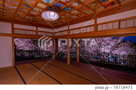 京都 正寿院の桜のライトアップと周辺 京都 正寿院の桜のライトアップと周辺 76719473