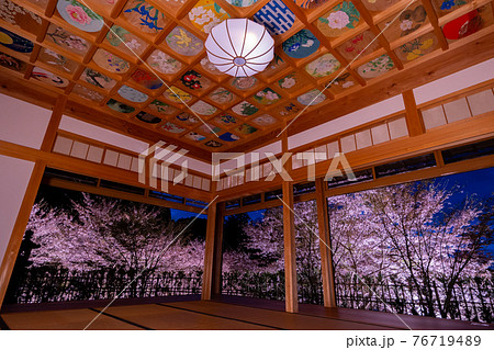 京都　正寿院の桜のライトアップと周辺 76719489