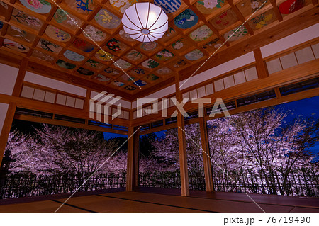 京都　正寿院の桜のライトアップと周辺 76719490