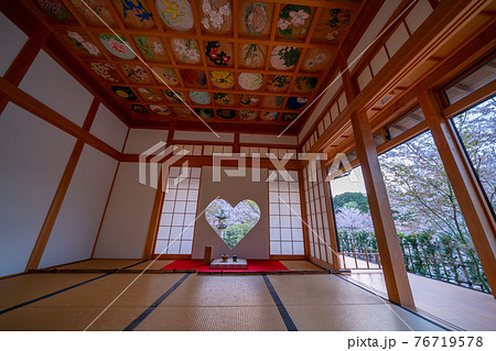 京都 正寿院の桜のライトアップと周辺 京都 正寿院の桜のライトアップと周辺 76719578
