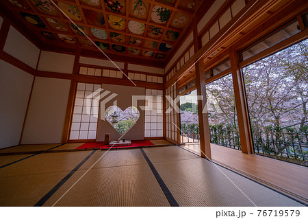 京都　正寿院の桜のライトアップと周辺 76719579