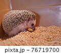 落ち込んでいるように見える可愛いハリネズミ 76719700