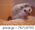 舌をペロッとするハリネズミ 76719705