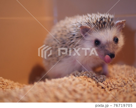 舌をペロッとするハリネズミ 76719705