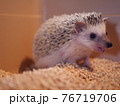エサを食べているハリネズミ 76719706
