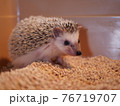 ニヤッとするハリネズミ 76719707