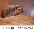 横を見るハリネズミ 76719708