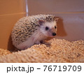 こちらを振り向くハリネズミ 76719709