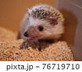 可愛い顔のハリネズミ 76719710
