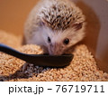 スプーンからエサを食べるハリネズミ 76719711