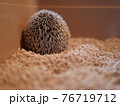 後ろ姿のハリネズミ 76719712