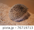 後ろ姿のハリネズミ2 76719713