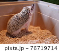 上を向くハリネズミ 76719714