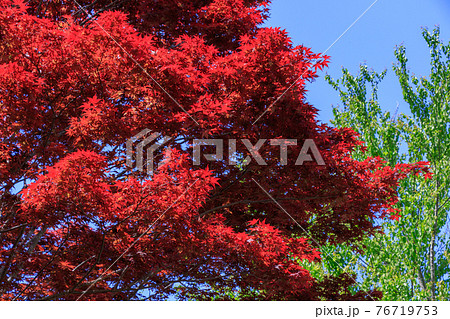 春もみじ 新芽が赤いもみじ の写真素材