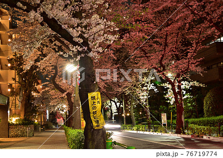 世田谷・千歳通りの夜桜 76719774