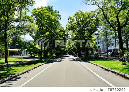 北海道大学キャンパス 中央道路 北海道大学キャンパス 中央道路 76720265
