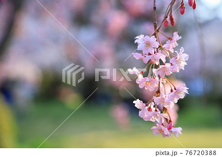 仙台市榴岡公園の桜 76720388