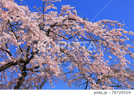 仙台市榴岡公園の桜 仙台市榴岡公園の桜 76720529