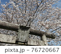 神社の桜 76720667