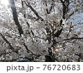 ソメイヨシノ 76720683