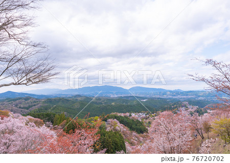 吉野山の桜 76720702