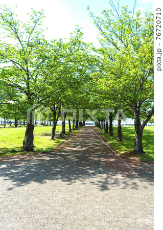 並木道と空 並木道と空 76720710