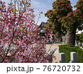 神社の桜 76720732