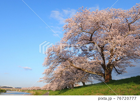 船岡の一目千本桜 76720777