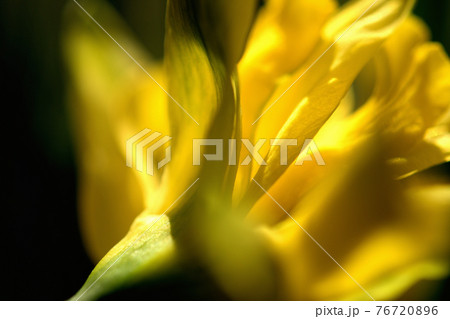 背面から見た水仙の花 76720896