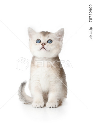 Sweet Scottish kitten with blue eyes sitting on white 76720900