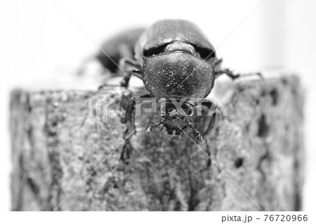 カブトムシ カブトムシ 76720966