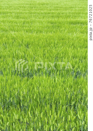 大麦　麦畑 76721025