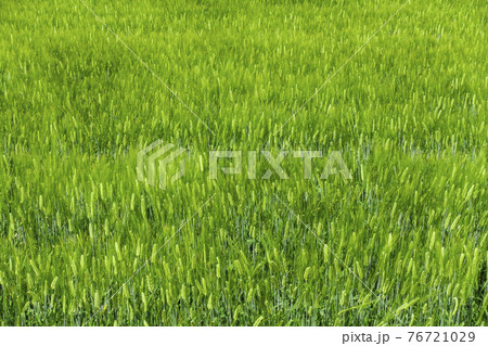 大麦　麦畑 76721029