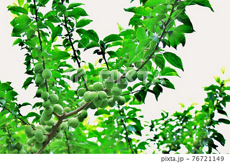 公園の梅畑に沢山実った梅の実 公園の梅畑に沢山実った梅の実 76721149