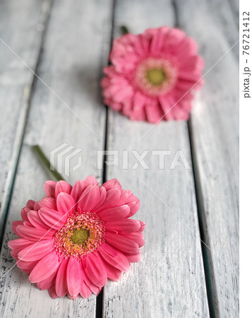 pink gerbera daisy flowers on wooden background pink gerbera daisy flowers on wooden background 76721412