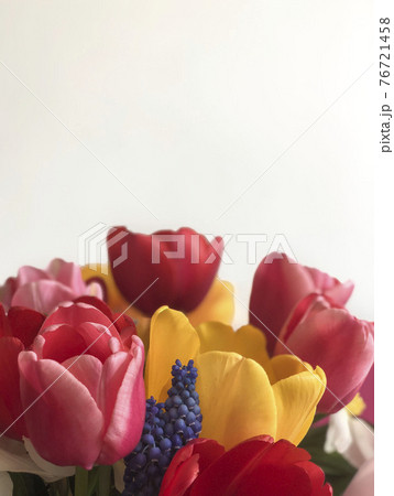 colorful tulip flowers over white with copy space 76721458