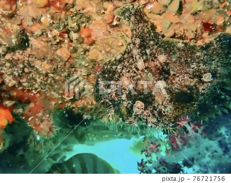 沈船の裏に身を潜めるソウシカエルアンコウ3 沈船の裏に身を潜めるソウシカエルアンコウ3 76721756