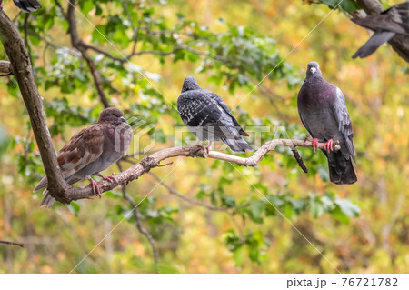 Three pigeons sitting on a tree branch on green background. Three pigeons sitting on a tree branch on green background. 76721782