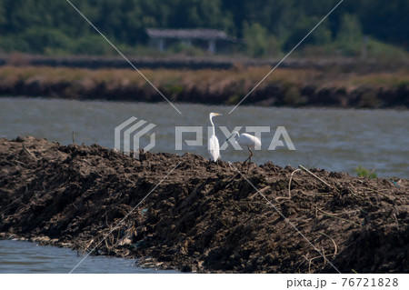 The great egret, or white egret, stands on the dike for prey. The great egret, or white egret, stands on the dike for prey. 76721828