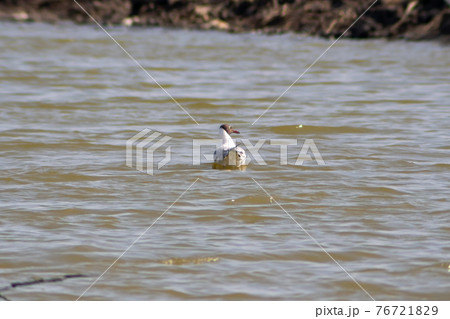 Brown-headed Gull floats in an aquaculture pond, Samut Sakhon, Thailand. Brown-headed Gull floats in an aquaculture pond, Samut Sakhon, Thailand. 76721829