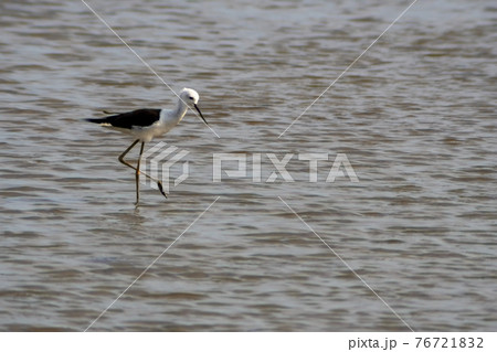 White-headed Stilt (Himantopus himantopus leucocephalus) wading in shallow water in an aquaculture pond, Samut Sakhon, Thailand. 76721832