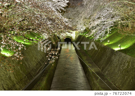 大津・琵琶湖疎水の夜桜 76722074